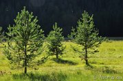 _DSC0289