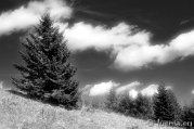_DSC1896