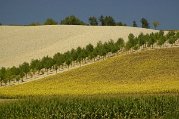 _dsc3769
