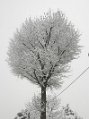 _DSC0595