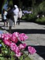 _DSC0065