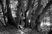 DSC_9032 _BN