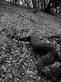 DSC_9036_BN