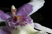 2007 Orchidea