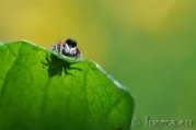 2010 Sigma 105 Macro