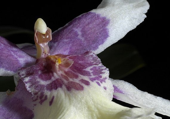 2007 Orchidea