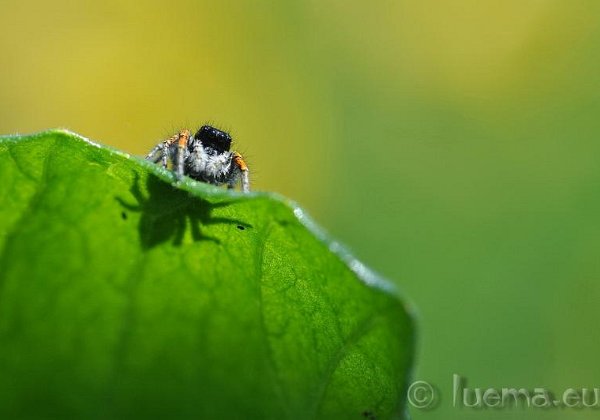 2010 Sigma 105 Macro