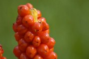 _DSC3991