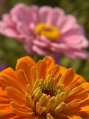 _DSC4043
